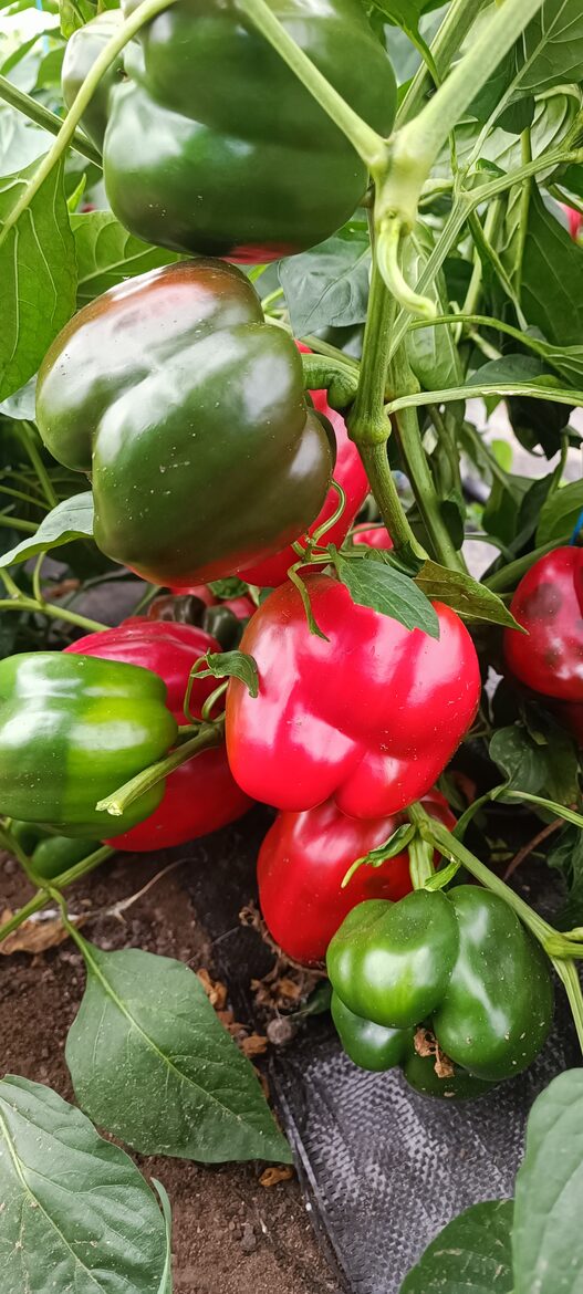 Paprika "KING OF THE NORTH" (10 sēklas)